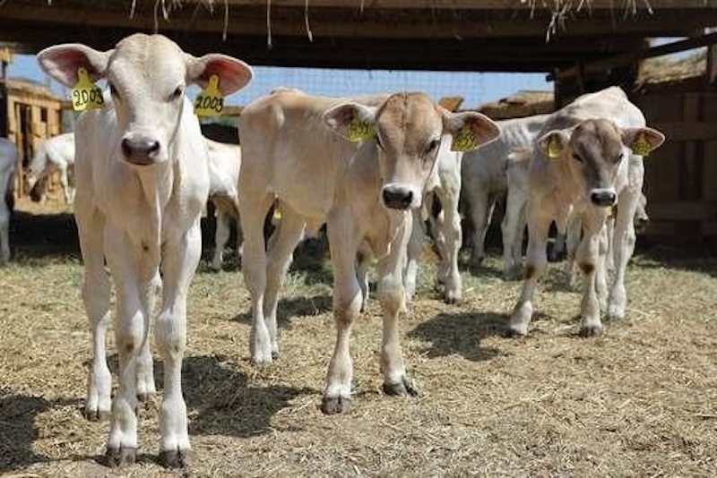 Швіцька порода корів: характеристики, продуктивність та ціни в Україні